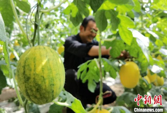 甘肃酒泉引进20余项以色列新型农业技术：精育“甘味”农特产