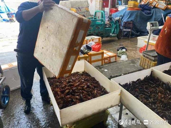 比往年同期降价四成，一斤最低12元！济南小龙虾价格“跳水”