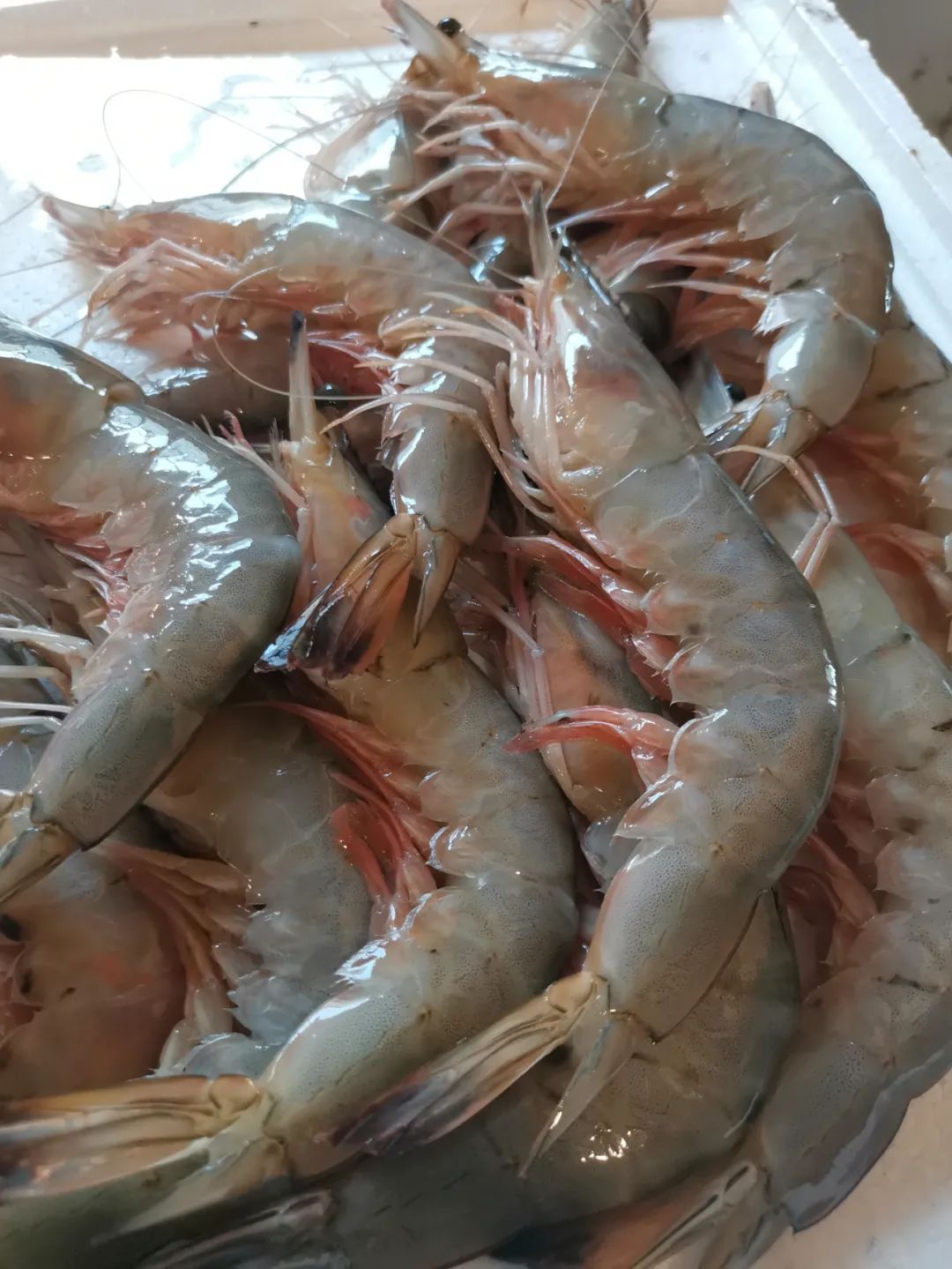 本地海捕春虾 280~350元/斤08鹰爪虾 28~30元/斤07爬虾55~60元/斤06大