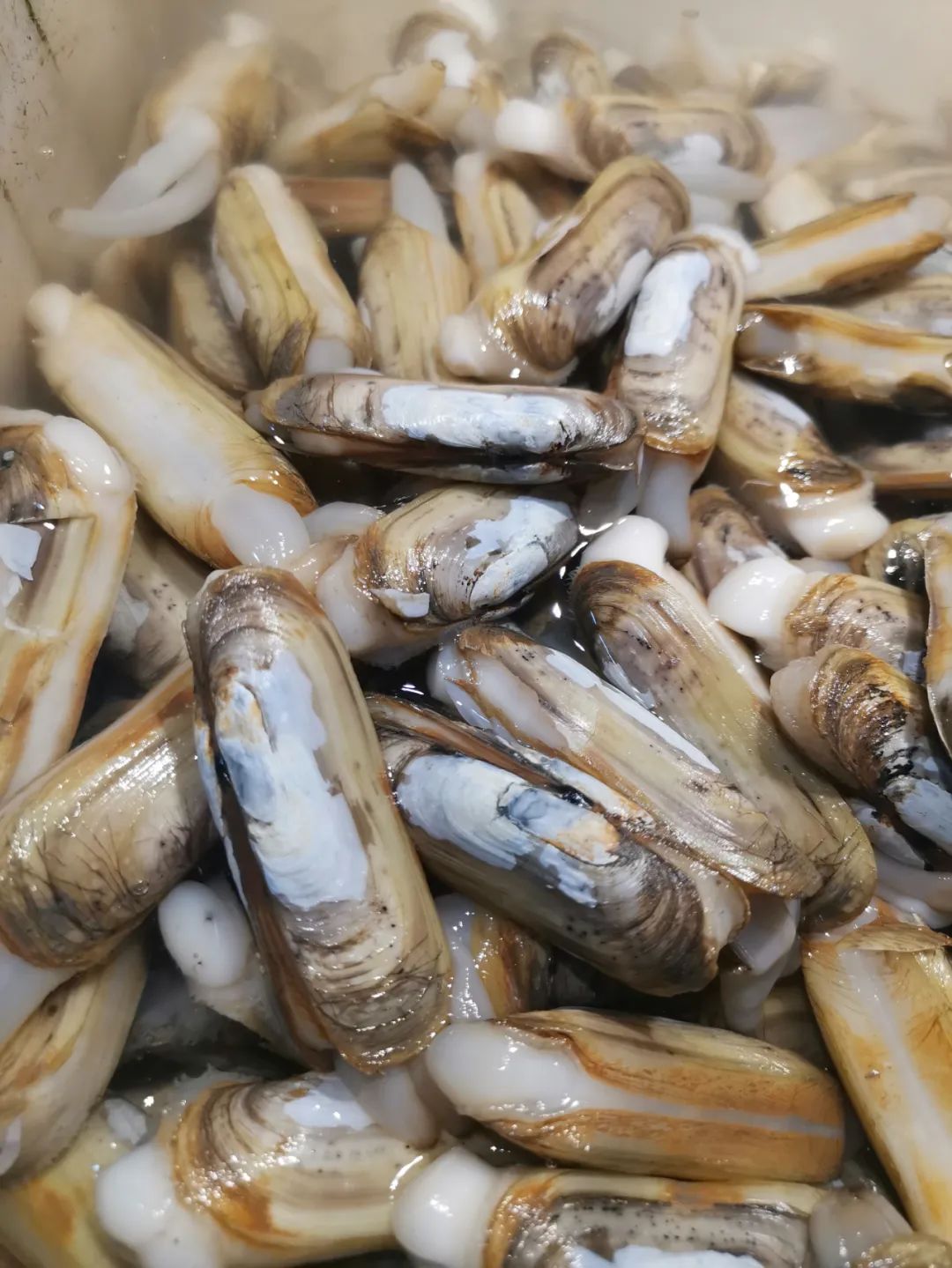 螠蛏 14~15元/斤12蛤 7~8元/斤11牡蛎 7~8元/斤10公蟹90~100元/斤母蟹