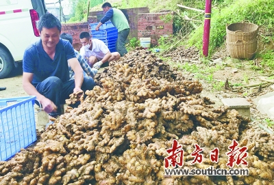 小黄姜出名了快来看（连南小黄姜上了大湾区饭桌）