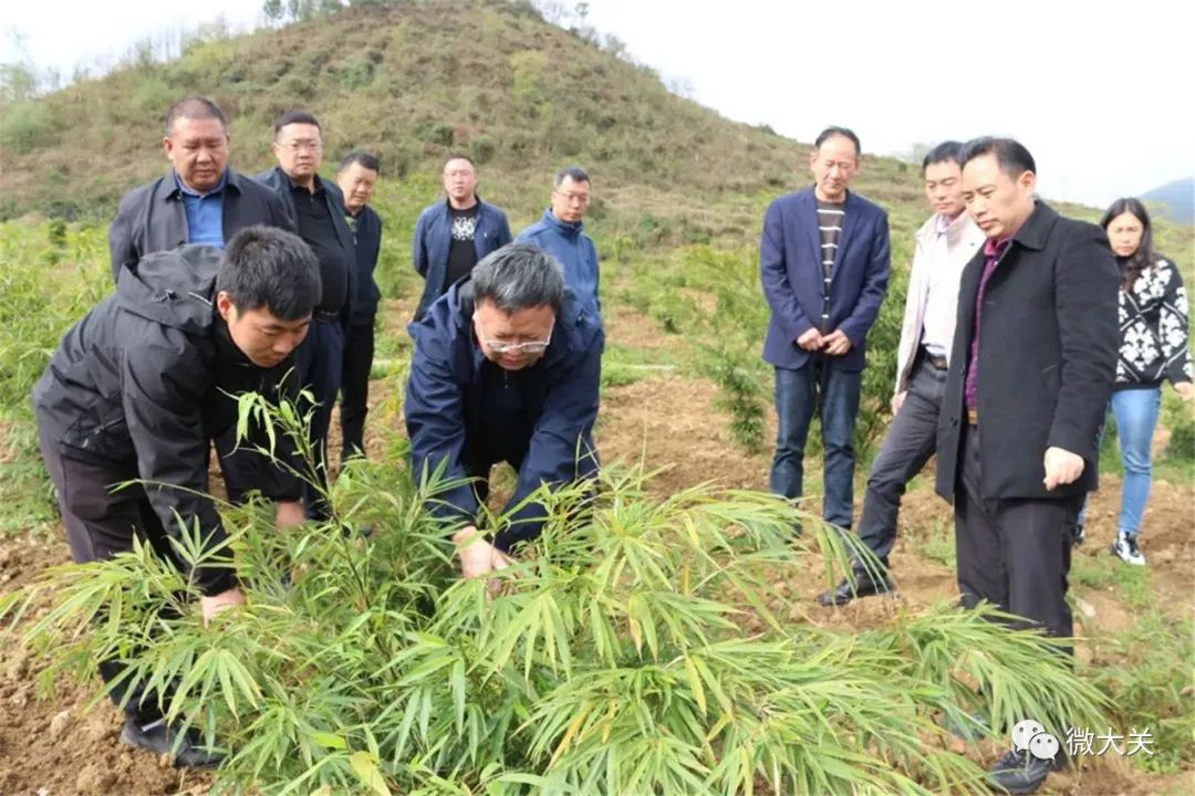 “竹”见成效！大关县走出了一条“效益高、生态美、可持续”绿色致富路