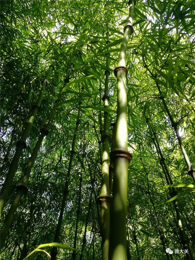“竹”见成效！大关县走出了一条“效益高、生态美、可持续”绿色致富路