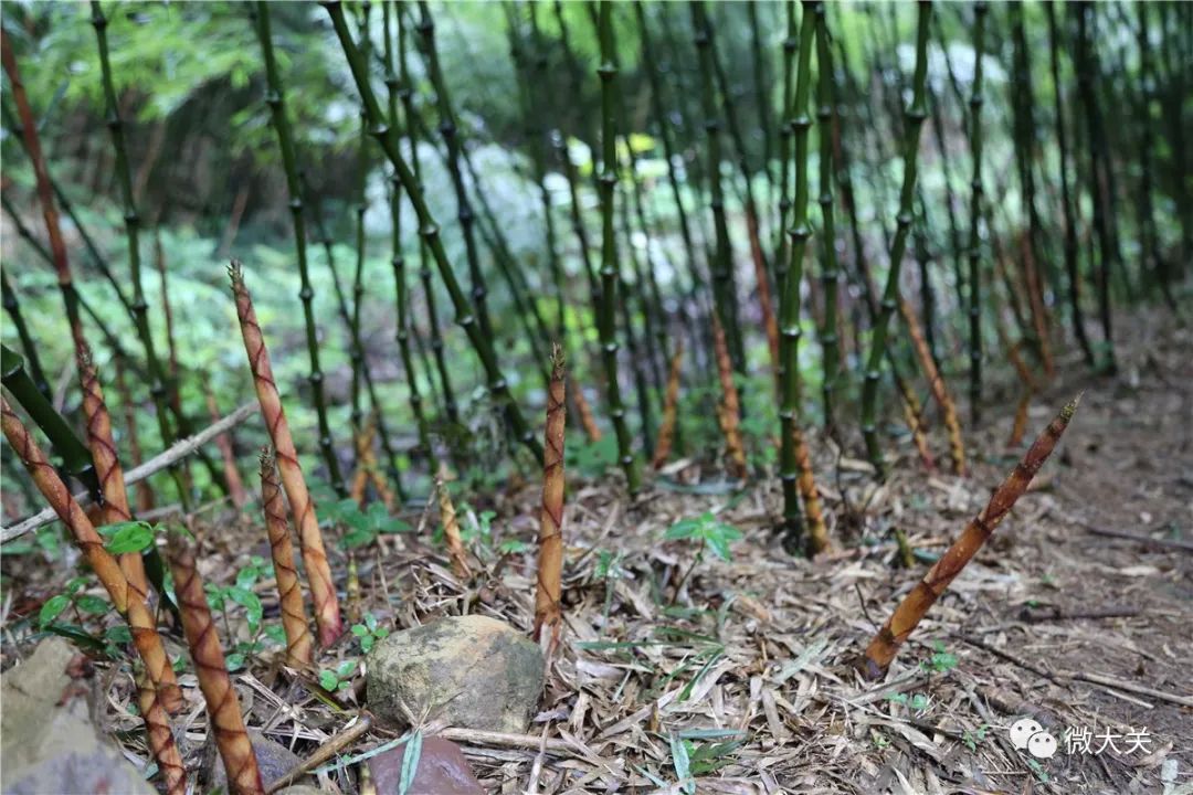“竹”见成效！大关县走出了一条“效益高、生态美、可持续”绿色致富路