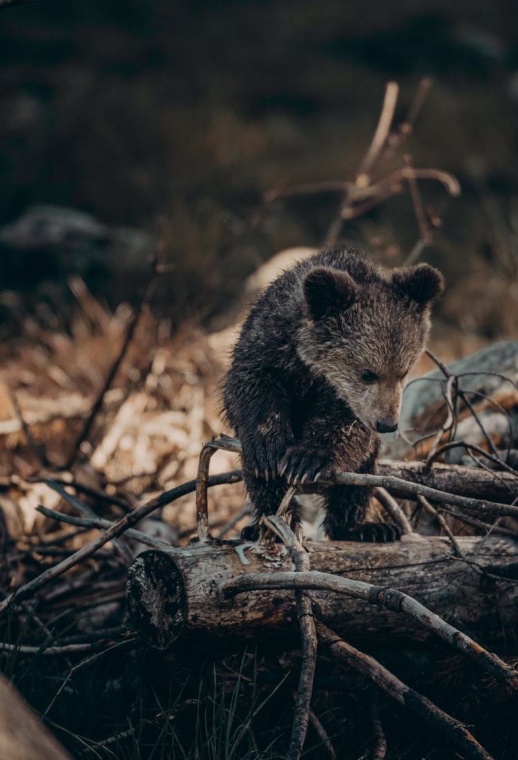 成為寵物，是野生動物獲得庇佑的更好方式嗎？