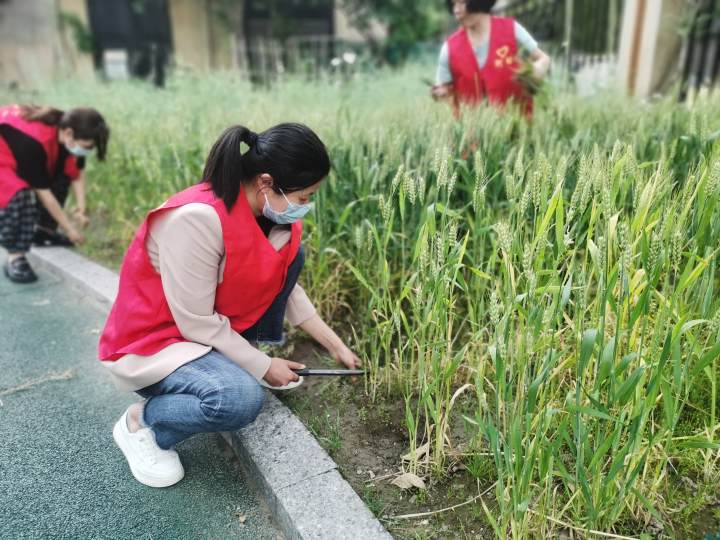 绿色园，生态园，河庄幼儿园进行绿色环保系列活动