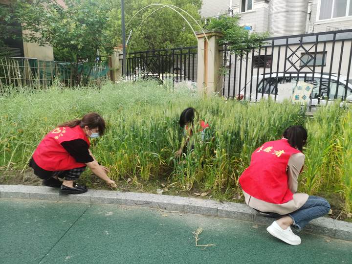 绿色园，生态园，河庄幼儿园进行绿色环保系列活动