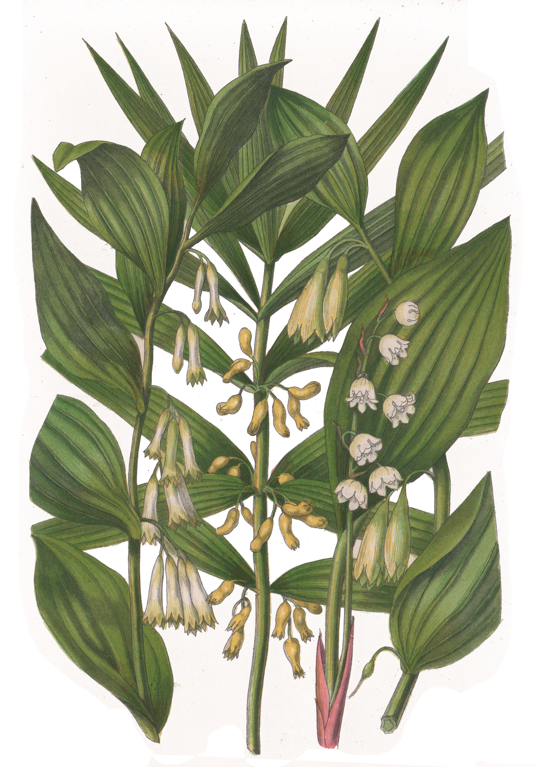 幸運花園裡的鈴蘭寄語 一起盼望 幸福歸來 天天看點