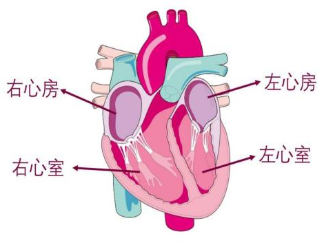 心内科常用检查项目，这么解释一看就懂