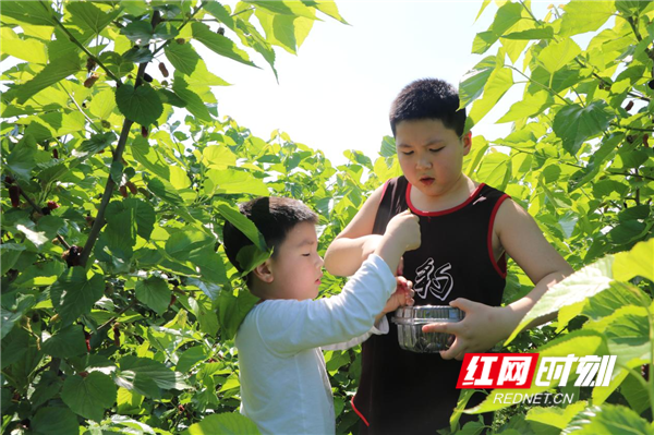 桑葚的季节（桑葚成熟挂枝头五一采摘正当时）