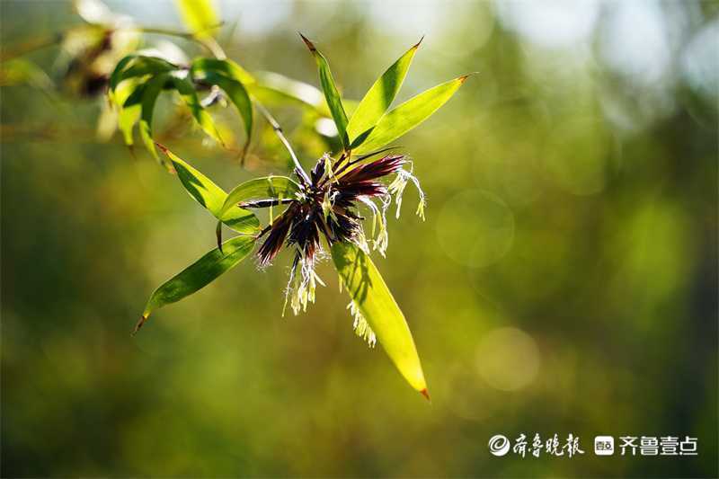 5月3日最佳情报｜稀奇！竹子竟然会开花？壹粉分享获红包，恭喜