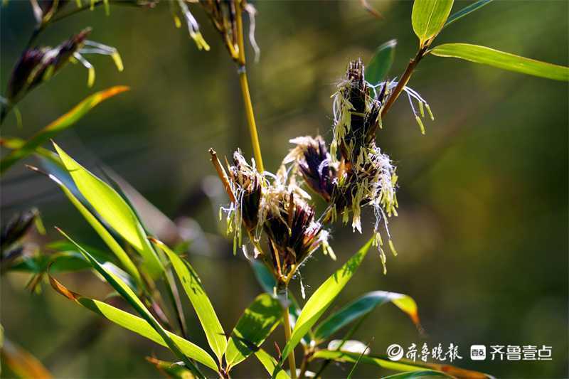 5月3日最佳情报｜稀奇！竹子竟然会开花？壹粉分享获红包，恭喜