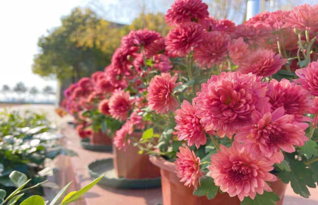 安鄉(xiāng)縣陳家嘴中學：種花種草種初心(圖4)