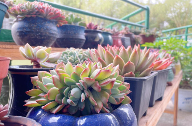 安鄉(xiāng)縣陳家嘴中學：種花種草種初心(圖5)