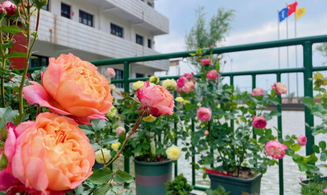 安鄉(xiāng)縣陳家嘴中學：種花種草種初心(圖6)