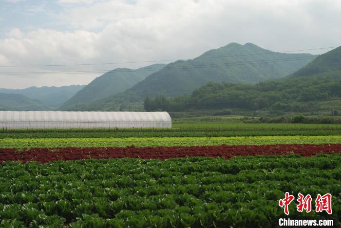 陕西太白：“高山农业”成乡村振兴新“引擎”
