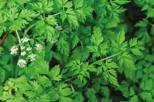 食用时令野菜需谨慎！长沙疾控发布重要提醒