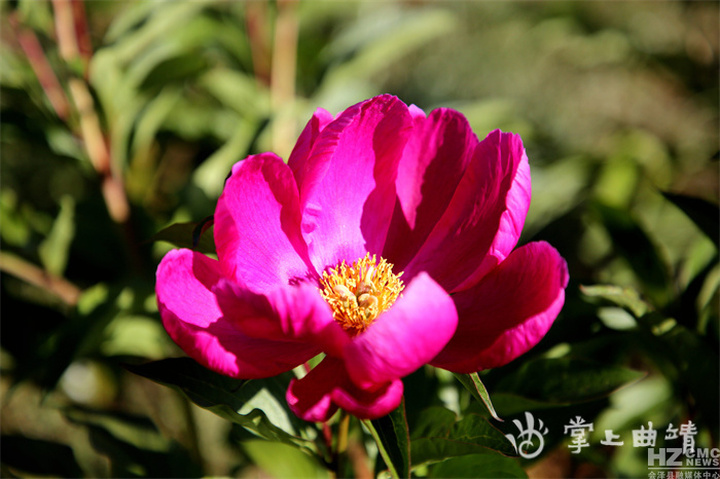 芍药花开放的样子（中国传统名花之一芍药）