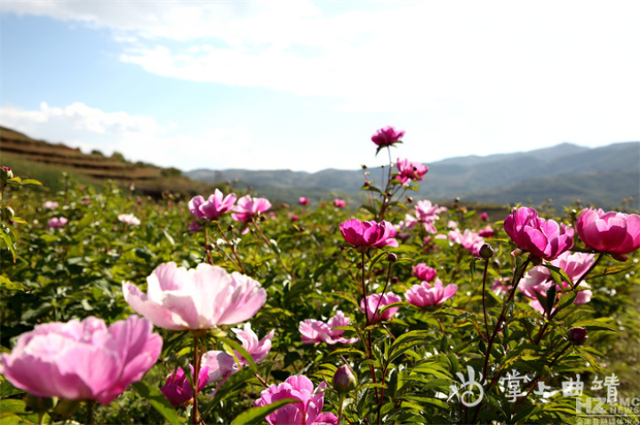 芍药花开放的样子（中国传统名花之一芍药）