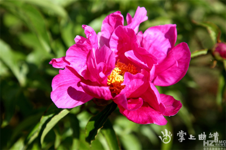 芍药花开放的样子（中国传统名花之一芍药）