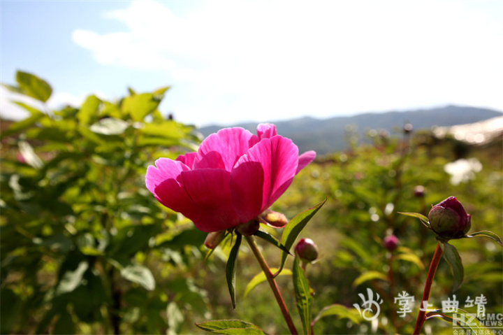 芍药花开放的样子（中国传统名花之一芍药）