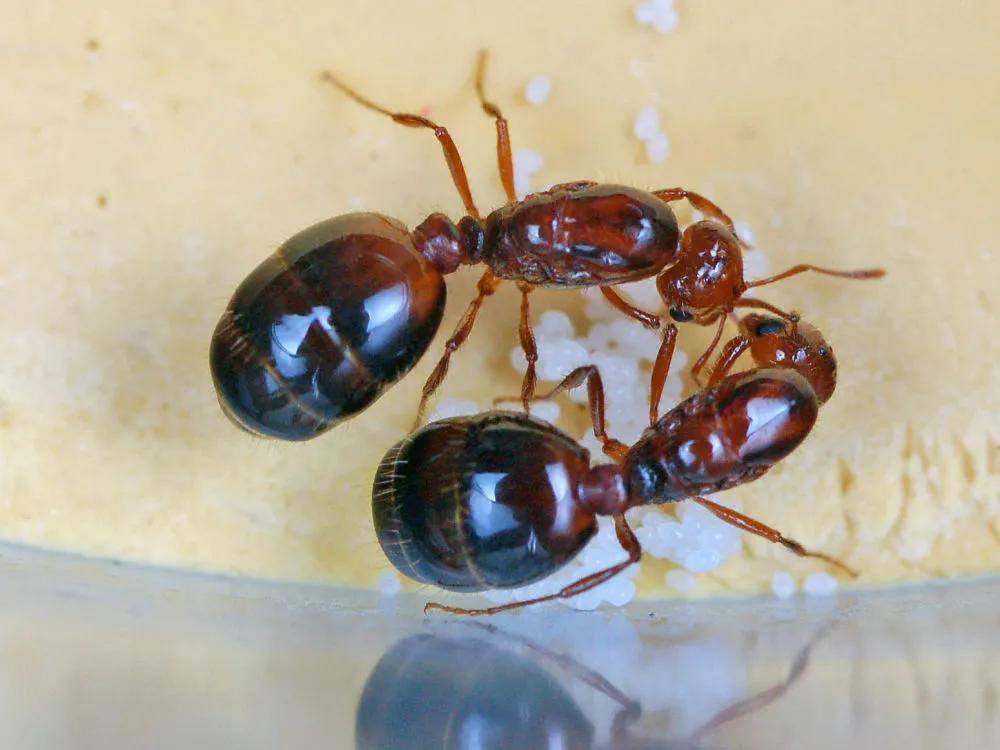 12省出现红火蚁伤人事件 红火蚁咬伤后有何症状？被蚂蚁咬了怎么办