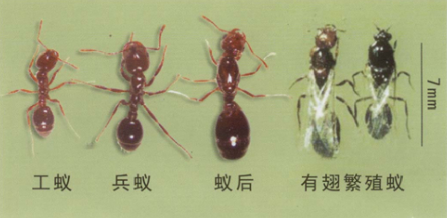 蚂蚁咬了怎么办（12省出现红火蚁伤人事件）