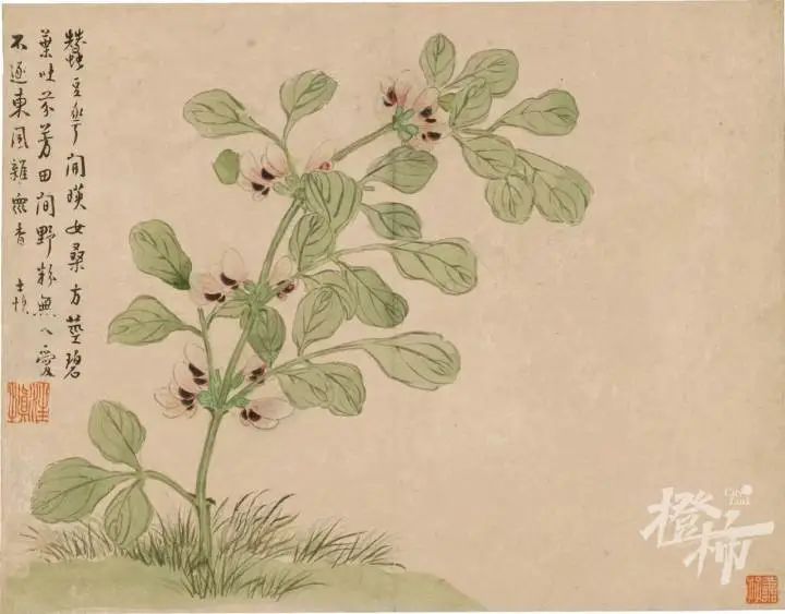 黄(huang)豆是什么豆（黄豆是(shi)什么豆晒的）-第11张图片-大连(lian)信息网