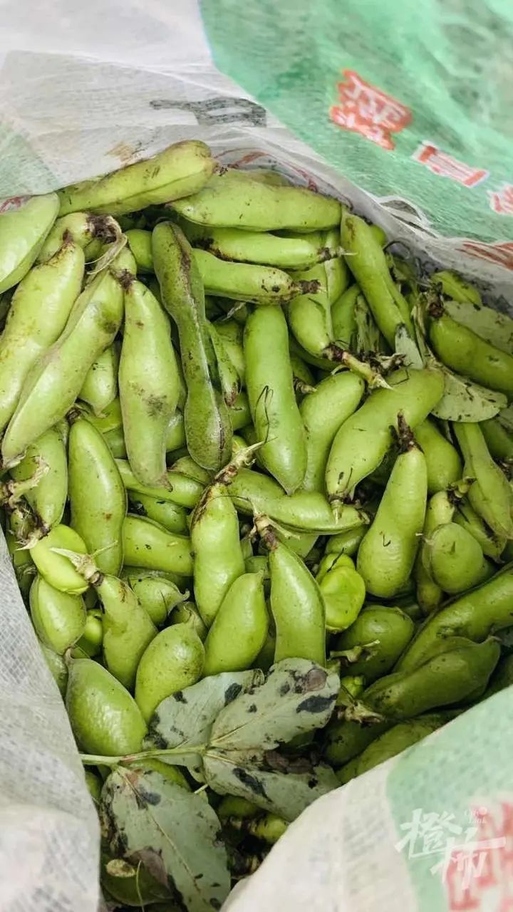 黄豆(dou)是什么豆（黄豆是什么豆晒的）-第(di)12张图片-大连信息(xi)网