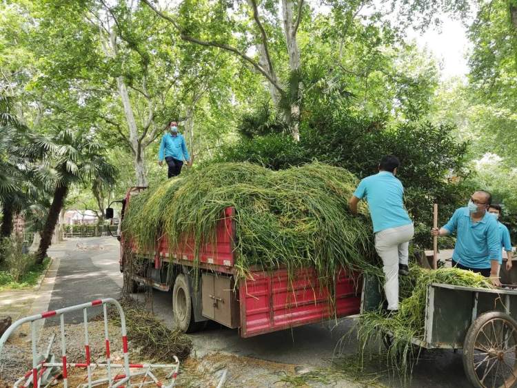 新鲜的牧草来了，安吉的竹子也来了，保供上海动物园的动物在行动