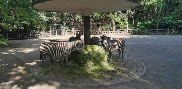 新鮮的牧草來了，安吉的竹子也來了，保供上海動物園的動物在行動