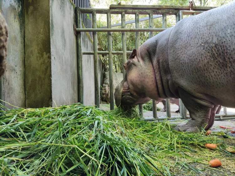 新鮮的牧草來了，安吉的竹子也來了，保供上海動物園的動物在行動