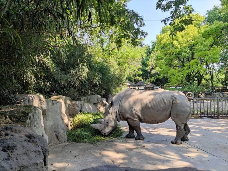 新鮮的牧草來了，安吉的竹子也來了，保供上海動物園的動物在行動