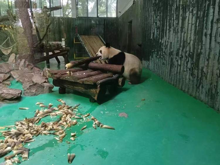 新鮮的牧草來了，安吉的竹子也來了，保供上海動物園的動物在行動