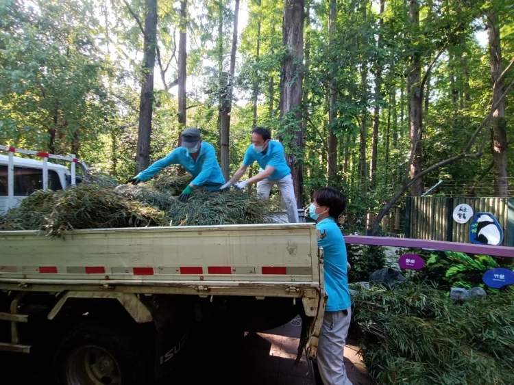 新鮮的牧草來了，安吉的竹子也來了，保供上海動物園的動物在行動