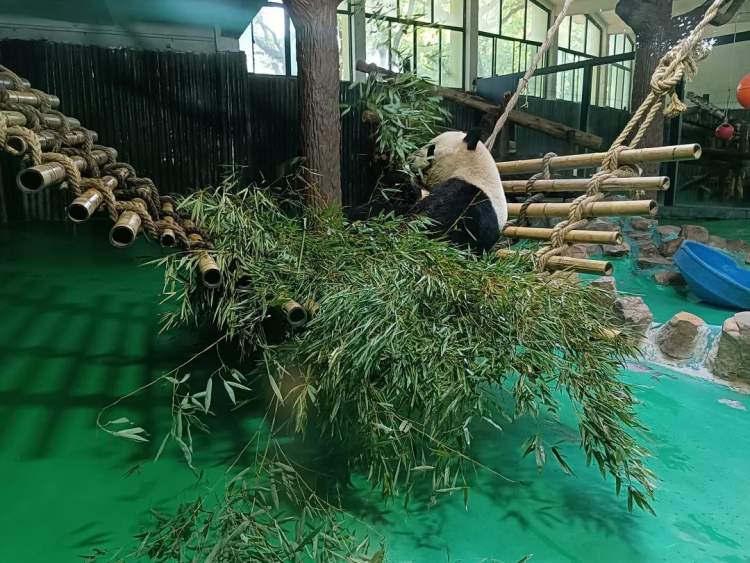 新鮮的牧草來了，安吉的竹子也來了，保供上海動物園的動物在行動