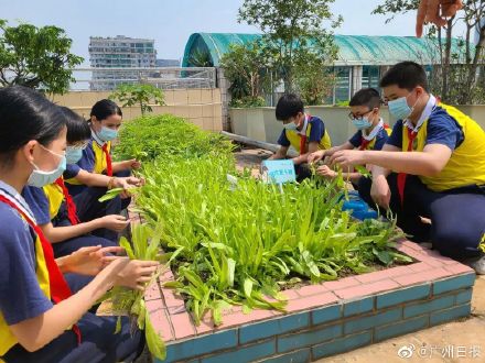 廣州市荔灣區(qū)增滘小學(xué)天臺建起“芳草園”(圖1) 廣州市荔灣區(qū)增滘小學(xué)天臺建起“芳草園”(圖1)