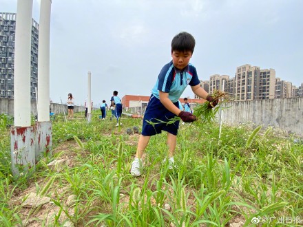 廣州市荔灣區(qū)增滘小學(xué)天臺建起“芳草園”(圖3) 廣州市荔灣區(qū)增滘小學(xué)天臺建起“芳草園”(圖3)