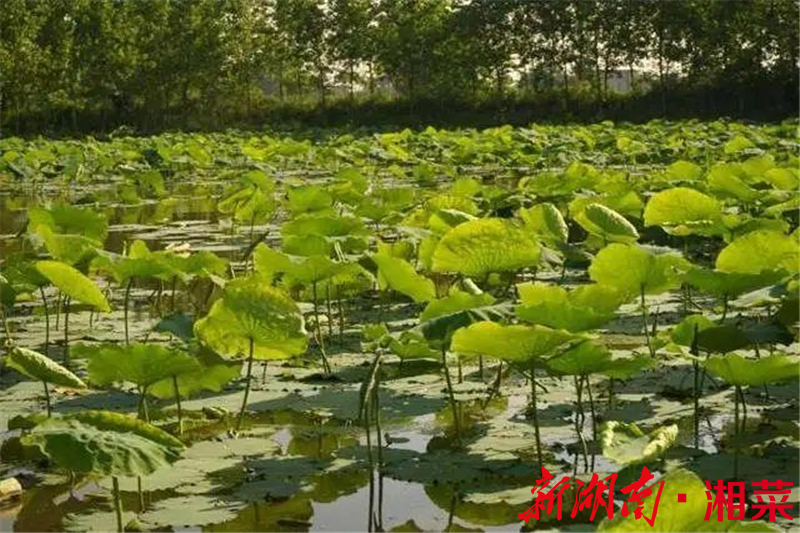 藕尖是藕的哪部分（藕尖是哪里的特色菜）