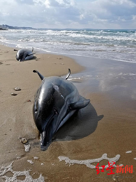 俄乌冲突后黑海海豚“异常死亡”增多，许多无外伤 科学家：或为“声学创伤”所致