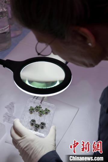 月球上能種植嗎？最新研究稱擬南芥植株在月壤中生長速度較慢