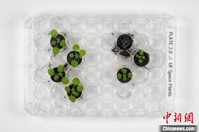 月球上能種植嗎？最新研究稱擬南芥植株在月壤中生長速度較慢