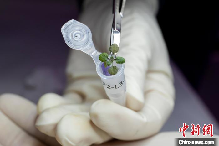月球上能種植嗎？最新研究稱擬南芥植株在月壤中生長速度較慢