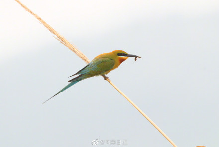 栗喉蜂虎是鸟不是虎明明是鸟为何叫虎？