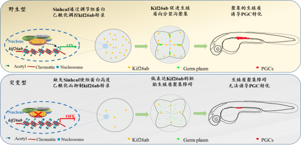 科研人员发现斑马鱼原始生殖细胞特化形成的新机制