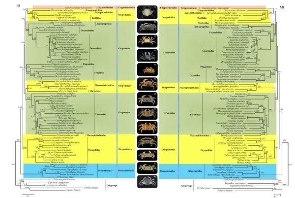胸孔亞派蟹類系統(tǒng)演化研究獲進展