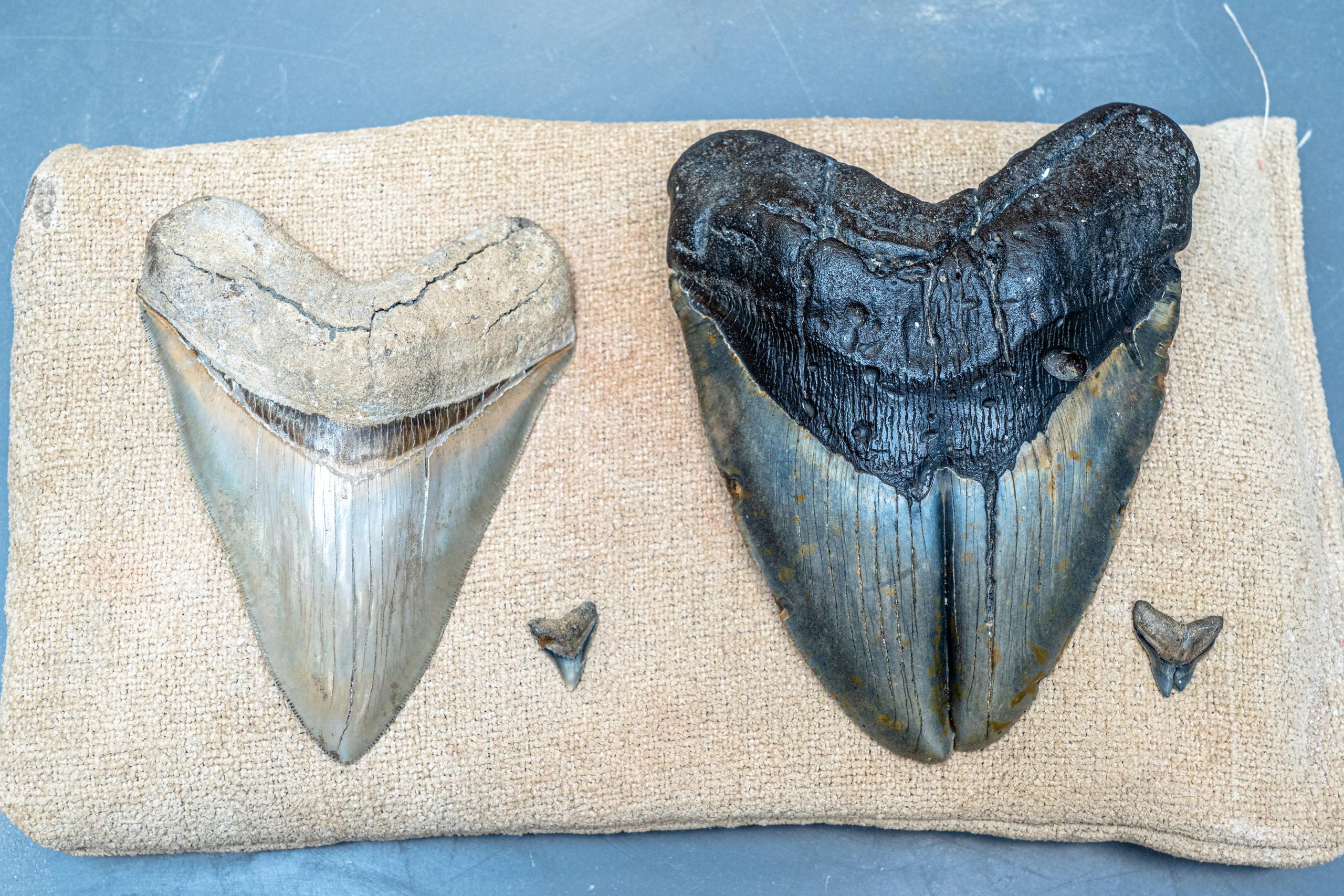 研究显示错误的狩猎或是造成巨齿鲨牙痛的原因-第2张图片-IT新视野
