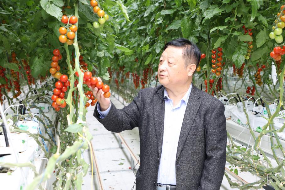 杨凌：“智”耕上合田