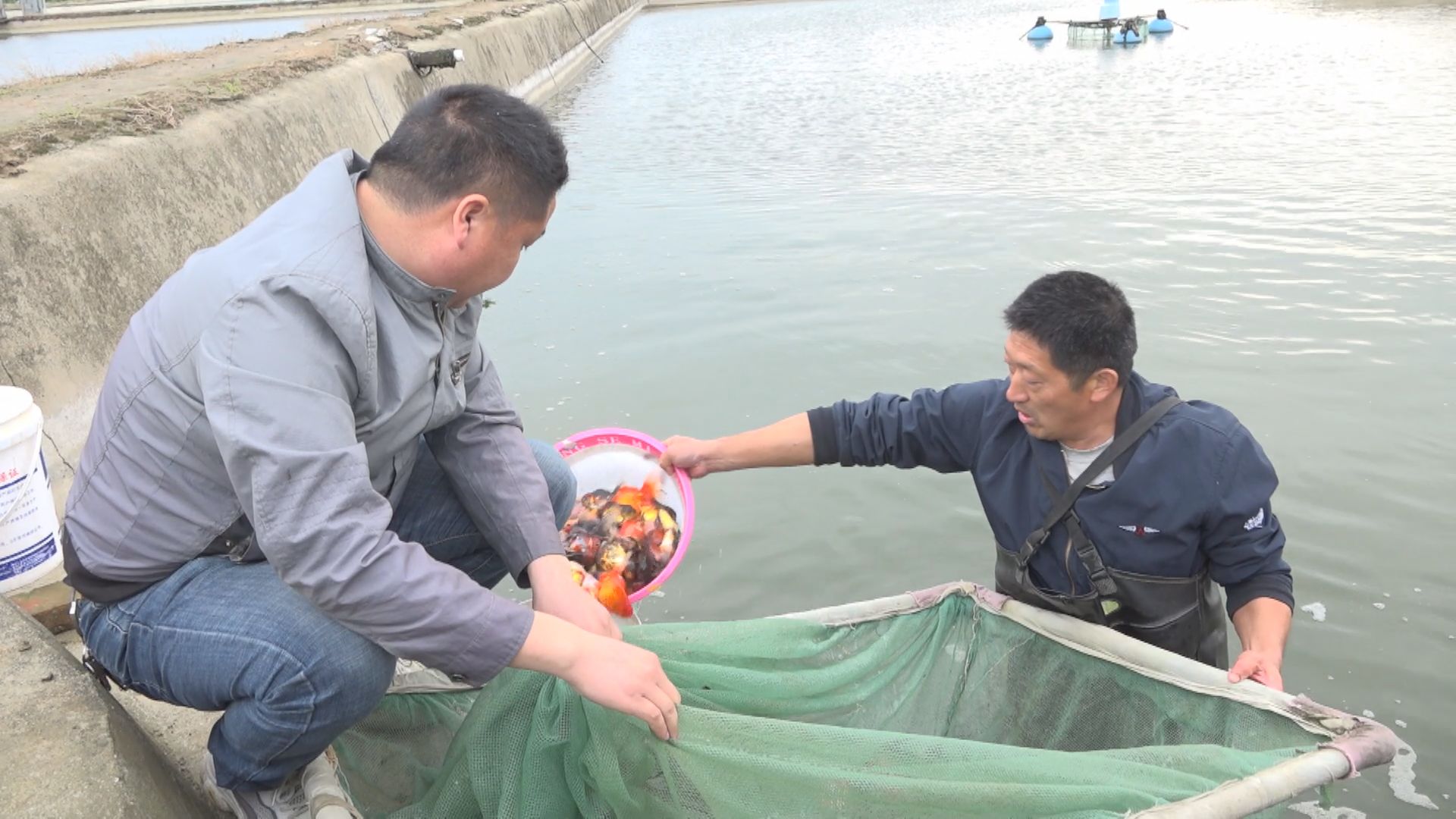 镇平:发展特色产业促进乡村振兴“加速跑”