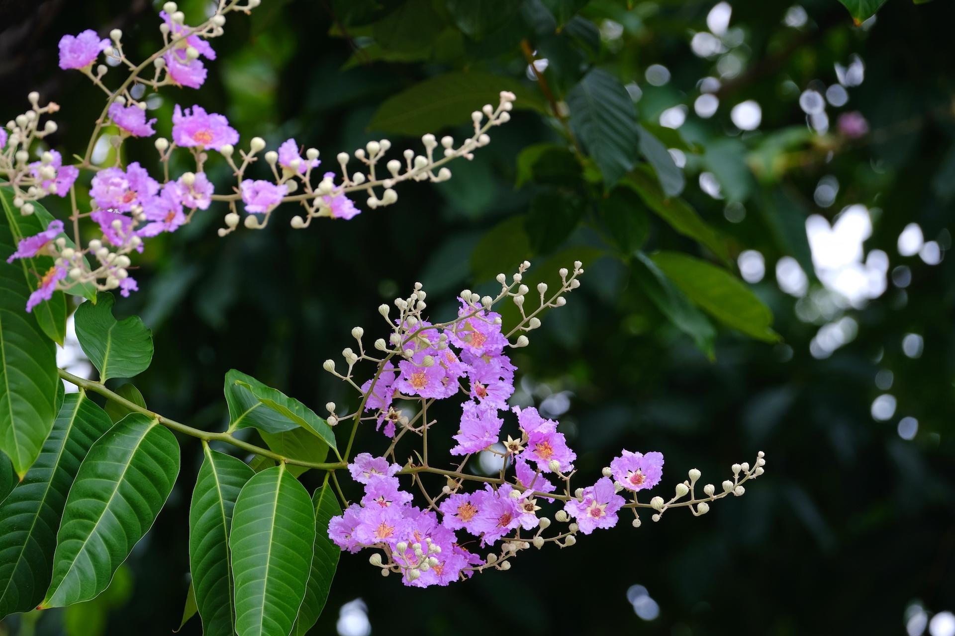 大花萱草,蔓花生,糖胶树,红纸扇,马缨丹,巴西野牡丹天桥的簕杜鹃已